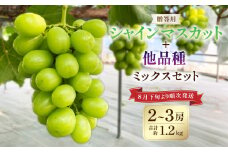 贈答用！ シャインマスカット と他品種ミックス 約1.2kg以上 フルーツ 果物 くだもの マスカット ぶどう 葡萄 【2025年8月下旬より順次発送】