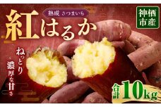 “熟成” 茨城県産 神栖市産 さつまいも 【 紅はるか 】 約10kg  芋 いも サツマイモ 野菜 やさい 国産