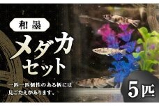 メダカ 和墨 5匹 セット 【2025年6月上旬～10月下旬発送予定】 めだか 魚 生体 観賞用 ペット 生き物 飼育 オス メス 茨城県 神栖市