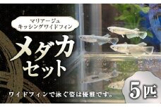 メダカ マリアージュ キッシングワイドフィン 5匹 セット 【2025年6月上旬～10月下旬発送予定】 めだか 魚 生体 観賞用 ペット 生き物 飼育 オス メス 茨城県 神栖市