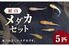 紅白メダカ 5匹 セット 【2025年6月上旬～10月下旬発送予定】 メダカ めだか 魚 生体 観賞用 ペット 生き物 飼育 オス メス 茨城県 神栖市