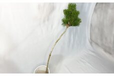 【2025年10月上旬～2026年3月下旬迄発送予定】白寿松 1本 寿松 松 5年物 ハウス栽培 お正月 お祝い 引き出物 御中元 プレゼント