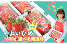 【やよいひめ】 いちご やよいひめ デラックス 2箱 1600g | 選べる量と発送時期 (2月発送) | ステビア栽培 低農薬 大粒 完熟 甘い 苺 イチゴ | 贈答用 果物 フルーツ | 茨城県鉾田市 うさみ園直送  畑の いちご ＼第5回茨城いちごグランプリ大賞受賞／