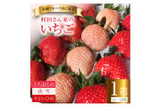 【4月上旬発送】いちご 村田さん家のいちご 【3種食べ比べセット】 (1箱12～15粒） イチゴ 苺 白いちご 淡雪 ジューシー とちおとめ 大粒 甘い やよいひめ 紅白 お祝い 贈答 にも オススメ 苺 村田さん家のいちご 村田農園 茨城県 鉾田市