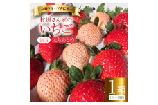 《4月上旬発送》いちご 村田さん家のいちご 【幸白いちご】1箱／12～15粒 イチゴ 苺 白いちご 淡雪 ジューシー とちおとめ 大粒 甘い 紅白 お祝い 贈答 にも オススメ 苺 村田さん家のいちご 村田農園 茨城県 鉾田市
