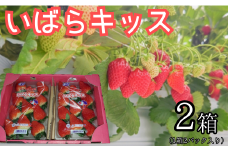 いちご イチゴ 苺 いばらキッス 2箱（1箱2パック入り×2）  セット フルーツ 季節限定 いばらキッス 完熟 甘い ジューシー  4パック 送料無料 ギフト 茨城県 鉾田市 野菜王国