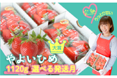 【やよいひめ】 いちご やよいひめ 4パック 1120g | 選べる量と発送時期 (2月発送) | ステビア栽培 低農薬 大粒 完熟 甘い 苺 イチゴ | 贈答用 果物 フルーツ | 茨城県鉾田市 うさみ園直送 畑の いちご ＼第5回茨城いちごグランプリ大賞受賞／