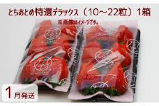 【1月発送】いちご とちおとめ特選デラックス　10～22粒×1箱（2パック） 苺 イチゴ とちおとめ 選べる 発送月 発送回数 個数 いちご「とちおとめ」風早いちご園 有名ホテル使用 厳選 フルーツ 果物 季節限定 甘い 濃厚 ジューシー 新鮮 1箱 送料無料 ギフト 贈答 茨城県 鉾田市 野菜王国 予約受付