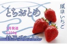 【1月発送】いちご とちおとめ特選デラックス 10～22粒×2箱（4パック） 苺 イチゴ とちおとめ 選べる 発送月 発送回数 個数 いちご「とちおとめ」風早いちご園 有名ホテル使用 厳選 フルーツ 果物 季節限定 甘い 濃厚 ジューシー 新鮮 2箱 送料無料 ギフト 贈答 茨城県 鉾田市 野菜王国 予約受付