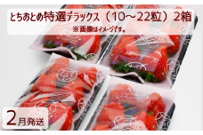 【2月発送】いちご とちおとめ特選デラックス 10～22粒×2箱（4パック） 苺 イチゴ とちおとめ 選べる 発送月 発送回数 個数 いちご「とちおとめ」風早いちご園 有名ホテル使用 厳選 フルーツ 果物 季節限定 甘い 濃厚 ジューシー 新鮮 2箱 送料無料 ギフト 贈答 茨城県 鉾田市 野菜王国 予約受付