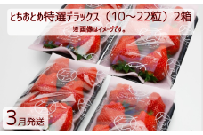 【3月発送】いちご とちおとめ特選デラックス 10～22粒×2箱（4パック） 苺 イチゴ とちおとめ 選べる 発送月 発送回数 個数 いちご「とちおとめ」風早いちご園 有名ホテル使用 厳選 フルーツ 果物 季節限定 甘い 濃厚 ジューシー 新鮮 2箱 送料無料 ギフト 贈答 茨城県 鉾田市 野菜王国 予約受付