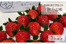 【1月発送】いちご とちおとめエクセレント（12粒or15粒）1箱  苺 イチゴ とちおとめ 選べる 発送月 発送回数 個数 いちご「とちおとめ」風早いちご園 有名ホテル使用 厳選 フルーツ 果物 季節限定 甘い 濃厚 ジューシー 新鮮 送料無料 ギフト 贈答 茨城県 鉾田市 野菜王国 予約受付
