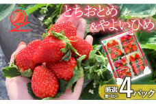 いちご イチゴ 食べ比べ「とちおとめ＆やよいひめ」4パック《3月発送》 苺 とちおとめ やよいひめ 農家直送 新鮮 苺 イチゴ フルーツ 果物 贈答用 甘い おすすめ 産地直送 期間限定 送料無料 梅原農園 鉾田市 OZ　BERRY　FARM