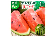 果汁あふれる 大玉スイカ 「 貴ひかり 」1玉／6kg～8kg／LA～2Lサイズ