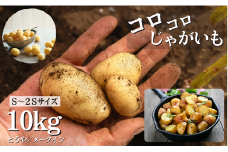 コロコロじゃがいも【とうや／メークイン】S～2Sサイズ　10kg