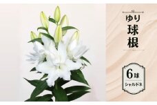 ユリ球根 シャルドネ （白・八重咲）6球 はなりさんちのゆり 百合 ゆり 球根