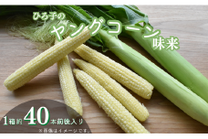 ひろ子のヤングコーン（味来）　約40本前後入り1箱