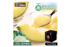 寿メロン 「空中栽培」で栽培した贅沢な イバラキングメロン アンテナ付き 1玉 2.5kg以上 メロン 大森農園 贈答用 ギフト プレゼント 先行予約 フルーツ先行予約 メロン先行予約
 