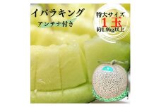 イバラキングメロン（アンテナ付き・特大）1玉（約1.9kg以上）