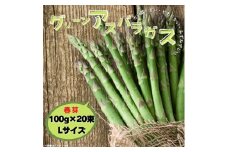 グリーンアスパラガス（春芽）100g×20束／Lサイズ