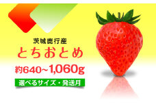 【1月発送】とちおとめ いちご 茨城県産 640g～1.06kg 【選べるサイズ】【1月～4月発送】 レビューキャンペーン 農家直送 新鮮 苺 イチゴ フルーツ 果物 贈答用 甘い おすすめ 高評価 産地直送 期間限定 送料無料 梅原農園 鉾田市