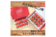 【1月発送】いちご 苺 イチゴ 苺まも～るパック おすすめ2種セット / ラブソング ひな苺 キングベリー から旬のイチゴをお届け フルーツ 季節限定 おすすめ セット 甘い ジューシー 安全安心 2種類 2箱 送料無料 ギフト 茨城県 鉾田市 深作農園