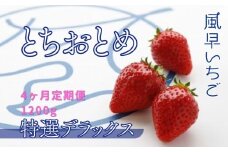 【4ヶ月定期便】いちご とちおとめ特選デラックス（10～22粒）2箱×4回 苺 イチゴ とちおとめ 選べる 発送月 発送回数 個数 いちご「とちおとめ」風早いちご園 有名ホテル使用 厳選 フルーツ 果物 季節限定 甘い 濃厚 ジューシー 新鮮 2箱 送料無料 ギフト 贈答 茨城県 鉾田市 野菜王国 予約受付