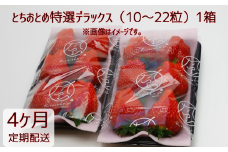 【4ヶ月定期便】いちご とちおとめ特選デラックス（10～22粒）1箱×4回 苺 イチゴ とちおとめ 選べる 発送月 発送回数 個数 いちご「とちおとめ」風早いちご園 有名ホテル使用 厳選 フルーツ 果物 季節限定 甘い 濃厚 ジューシー 新鮮 1箱 送料無料 ギフト 贈答 茨城県 鉾田市 野菜王国 予約受付