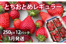 【3月発送】いちご とちおとめレギュラー 250g×12パック 苺 イチゴ とちおとめ 選べる 発送月 発送回数 個数 いちご「とちおとめ」風早いちご園 有名ホテル使用 厳選 フルーツ 果物 季節限定 甘い 濃厚 ジューシー 新鮮 3箱 送料無料 ギフト 贈答 茨城県 鉾田市 野菜王国 予約受付