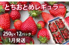 【1月発送】いちご とちおとめレギュラー 250g×12パック 苺 イチゴ とちおとめ 選べる 発送月 発送回数 個数 いちご「とちおとめ」風早いちご園 有名ホテル使用 厳選 フルーツ 果物 季節限定 甘い 濃厚 ジューシー 新鮮 3箱 送料無料 ギフト 贈答 茨城県 鉾田市 野菜王国 予約受付