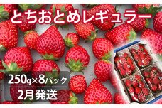 【2月発送】いちご とちおとめレギュラー 250g×8パック 苺 イチゴ とちおとめ 選べる 発送月 発送回数 個数 いちご「とちおとめ」風早いちご園 有名ホテル使用 厳選 フルーツ 果物 季節限定 甘い 濃厚 ジューシー 新鮮 2箱 送料無料 ギフト 贈答 茨城県 鉾田市 野菜王国 予約受付