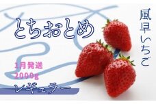 【1月発送】いちご とちおとめレギュラー 250g×8パック 苺 イチゴ とちおとめ 選べる 発送月 発送回数 個数 いちご「とちおとめ」風早いちご園 有名ホテル使用 厳選 フルーツ 果物 季節限定 甘い 濃厚 ジューシー 新鮮 2箱 送料無料 ギフト 贈答 茨城県 鉾田市 野菜王国 予約受付