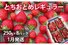 【1月発送】いちご とちおとめレギュラー 250g×8パック 苺 イチゴ とちおとめ 選べる 発送月 発送回数 個数 いちご「とちおとめ」風早いちご園 有名ホテル使用 厳選 フルーツ 果物 季節限定 甘い 濃厚 ジューシー 新鮮 2箱 送料無料 ギフト 贈答 茨城県 鉾田市 野菜王国 予約受付