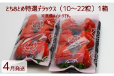 【4月発送】いちご とちおとめ特選デラックス　10～22粒×1箱（2パック） 苺 イチゴ とちおとめ 選べる 発送月 発送回数 個数 いちご「とちおとめ」風早いちご園 有名ホテル使用 厳選 フルーツ 果物 季節限定 甘い 濃厚 ジューシー 新鮮 1箱 送料無料 ギフト 贈答 茨城県 鉾田市 野菜王国 予約受付