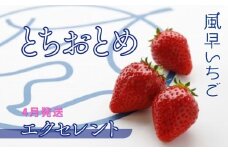 【4月発送】いちご とちおとめエクセレント（12粒or15粒）1箱  苺 イチゴ とちおとめ 選べる 発送月 発送回数 個数 いちご「とちおとめ」風早いちご園 有名ホテル使用 厳選 フルーツ 果物 季節限定 甘い 濃厚 ジューシー 新鮮 送料無料 ギフト 贈答 茨城県 鉾田市 野菜王国 予約受付