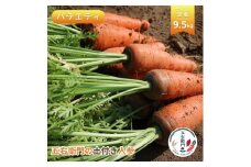 五右衛門の 土付き人参 ［ バラエティ ］9.5kg （SS～LLサイズ混載　35本前後）にんじん ニンジン キャロット 土付き 鉾田 茨城 