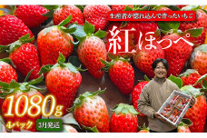 生産者が惚れ込んで作るいちご【3月発送】いちご 1080g 270g×4 イチゴ 苺 ストロベリー 紅ほっぺ べにほっぺ 送料無料 取り寄せ おすすめ 人気 プレゼント ギフト 国産 内容量 予約受付 選べる 贈答 お好み 定期 美味しい 果物 茨城 2025年分 予約受付 鉾田 村田農園 紅ほっぺの村田