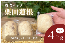 真空パック栗田蓮根4キロセット