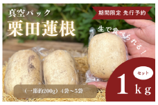 期間限定　先行予約　生で食べれる真空パック栗田蓮根１キロセット