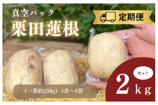 定期便（9月～翌年3月）真空パック栗田蓮根2キロセット