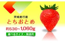 【4月発送】 とちおとめ いちご 茨城県産 530g～1.06kg 【選べるサイズ】【1月～4月発送】 レビューキャンペーン 農家直送 新鮮 苺 イチゴ フルーツ 果物 贈答用 甘い おすすめ 高評価 産地直送 期間限定 送料無料 梅原農園 鉾田市