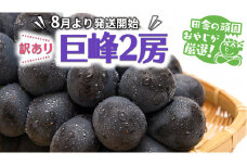 【訳あり】巨峰2房【令和5年8月より発送開始】田舎の頑固おやじが厳選！