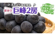 【訳あり】巨峰2房【令和5年8月より発送開始】田舎の頑固おやじが厳選！