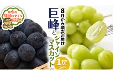 巨峰 １房 と シャインマスカット １房 セット【8月より発送開始】田舎の頑固おやじが厳選！