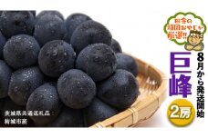 巨峰 ２房【2025年8月より発送開始】（茨城県共通返礼品 [ぶどう]：結城市産） 田舎の頑固おやじが厳選！