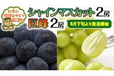 シャインマスカット 2房 ・ 巨峰 2房 セット【8月下旬より発送開始】田舎の頑固おやじが厳選！