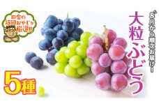 大粒 ぶどう 5種【8月より発送開始】田舎の頑固おやじが厳選！