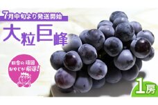大粒巨峰1房【7月中旬より発送開始】田舎の頑固おやじが厳選！