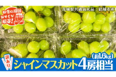 【 訳あり 】 シャインマスカット 4房相当（約1.6kg） 【2025年9月より発送開始】 田舎の頑固おやじが厳選！（茨城県共通返礼品 [ぶどう]：結城市産） 果物 フルーツ 不揃い わけあり 先行予約 家庭用 フルーツ ブドウ 果物 ぶどう シャイン マスカット くだもの 先行予約