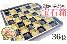 2色の ぶどう の宝石箱　【8月中旬から順次お届け】　田舎の頑固おやじが厳選！[BI216-NT]
